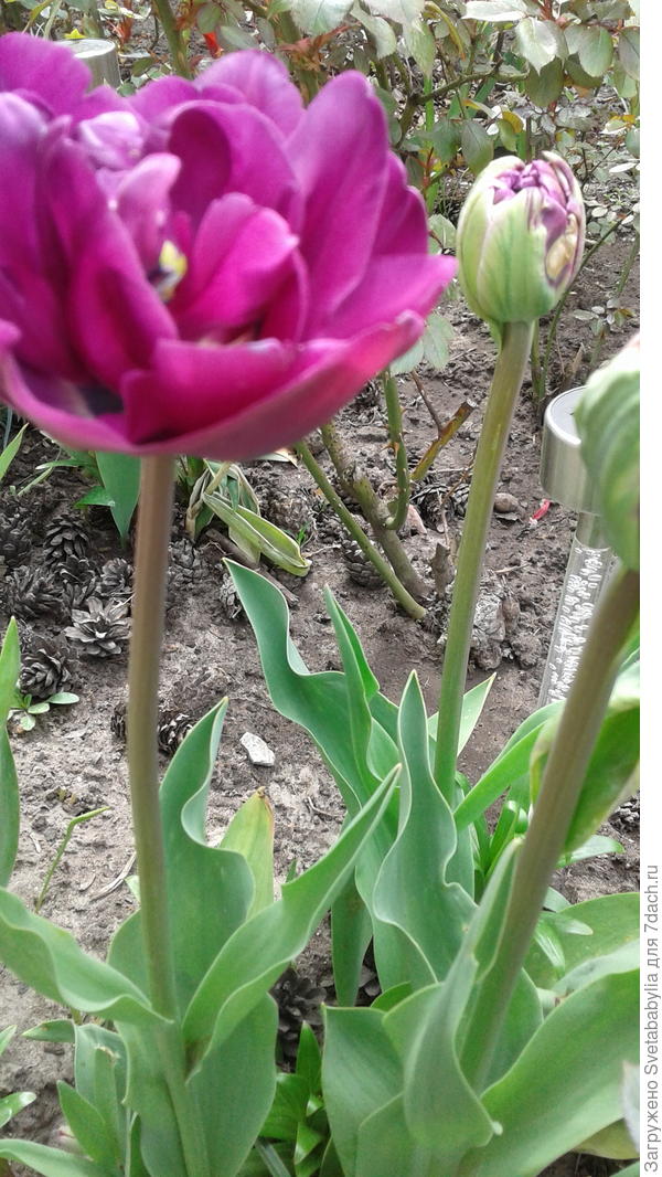 И для красоты