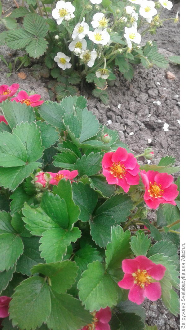 Земляника в цвету