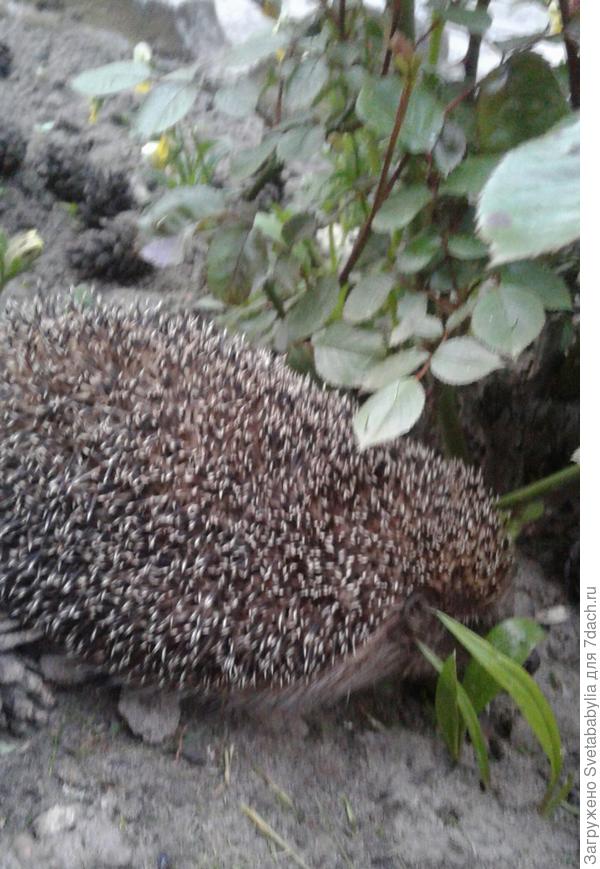 Ежик вернулся. Лето пришло.