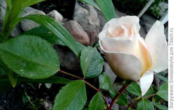 И все-таки лето...ждем