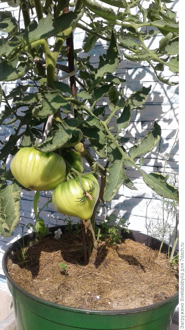 Тоже огород