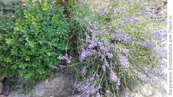 Лаванда собирает пчелок