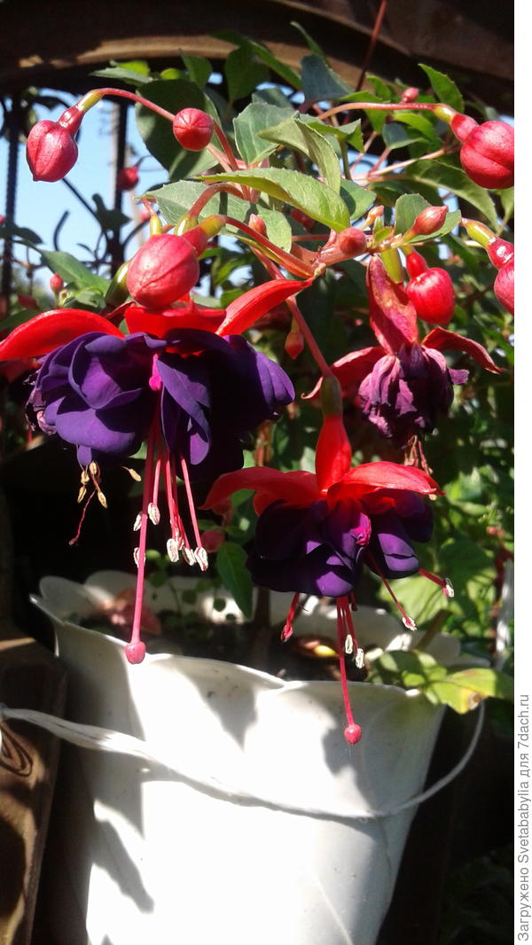 Фуксия радует