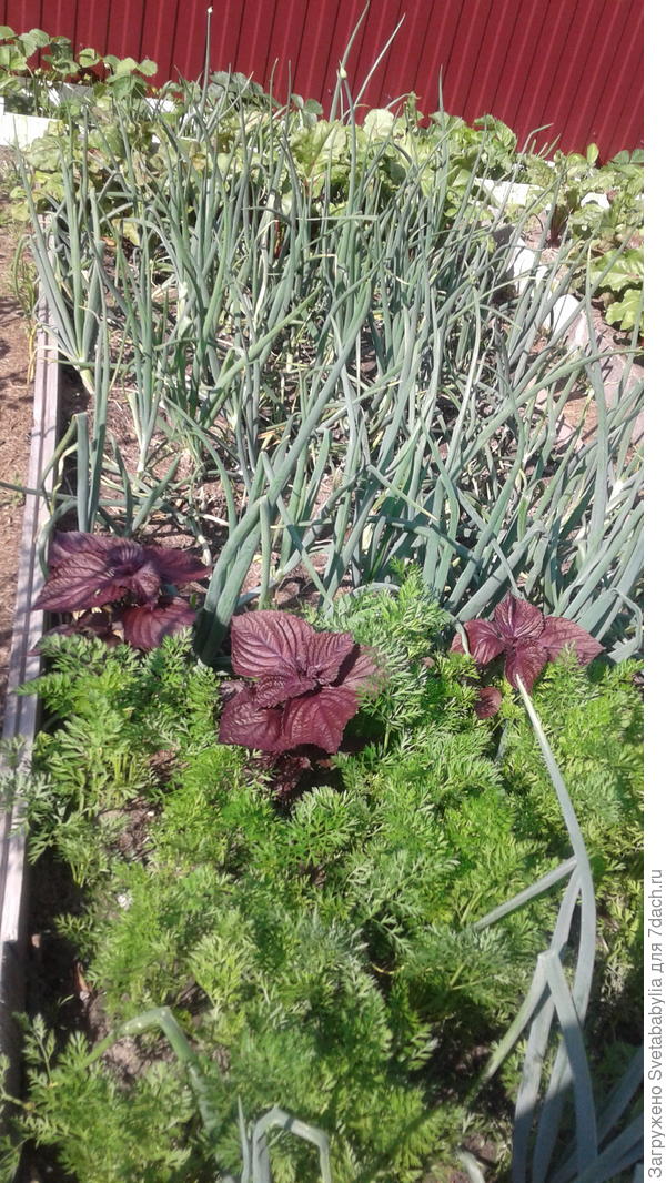 Всего по чуток