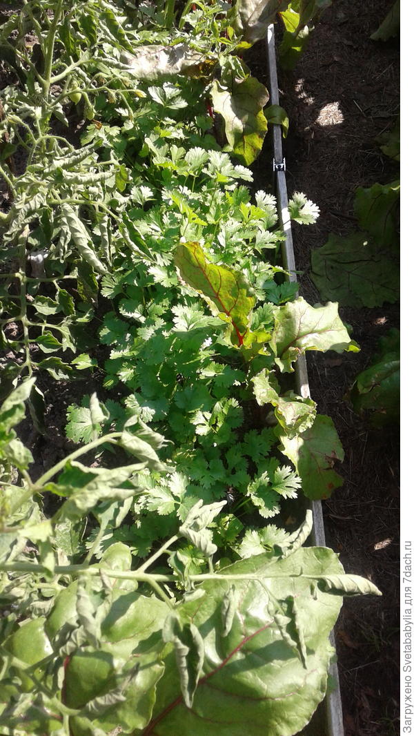 Свекла,кинза