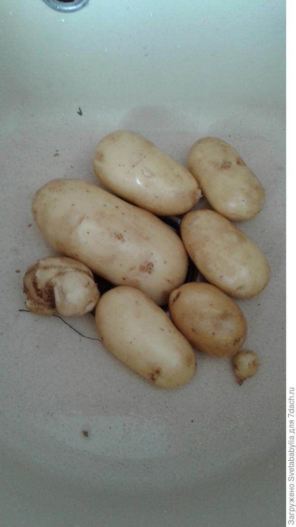 Синеглазка порадовала.