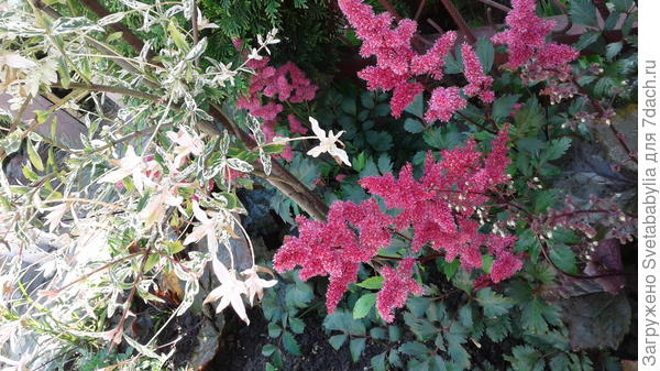 Астиба красавица.