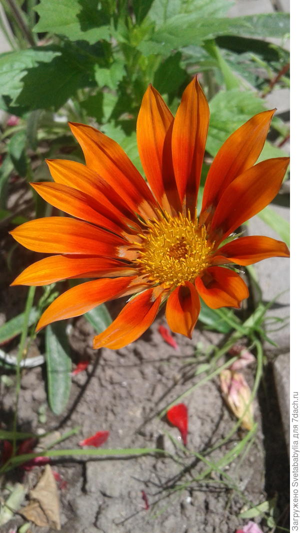 Газания цветет