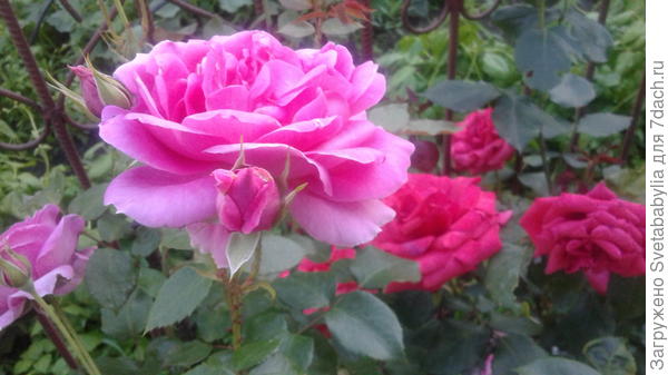 розы великолепны.