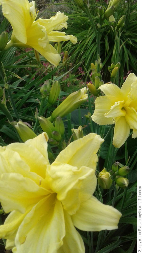 лилейники радуют