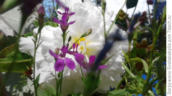 Начинается цвет у бегоний