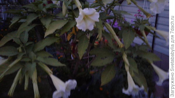 Бругмансия в цвету