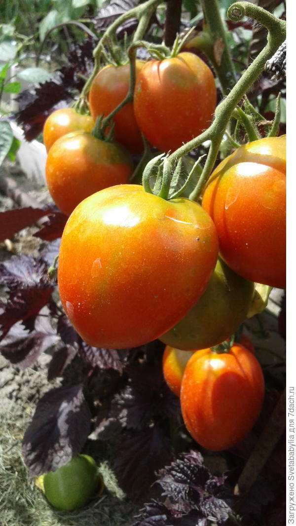 Наверное Эскорт