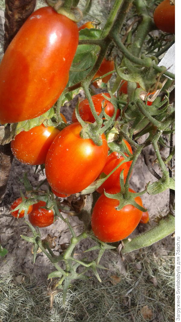 Джек Пот совсем не по 50 гр,а по 70