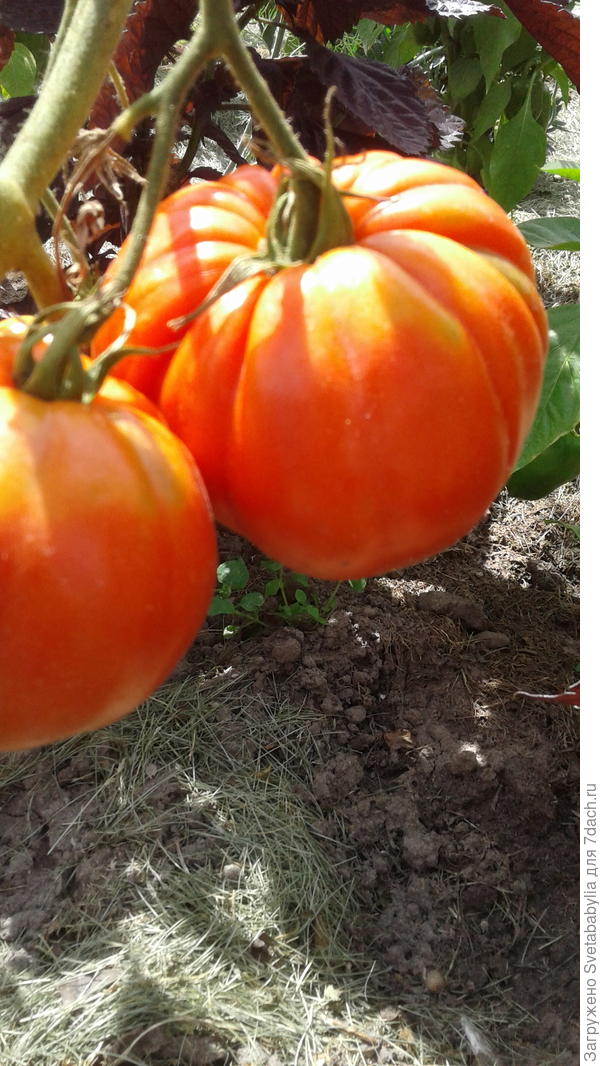 Сарра радует