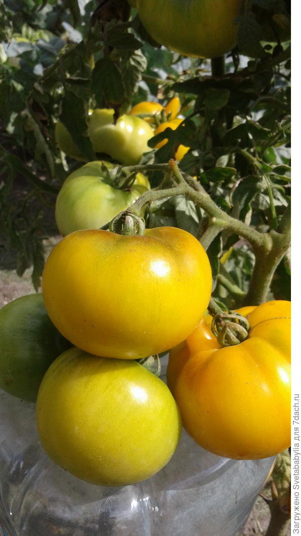 Золотое сердце