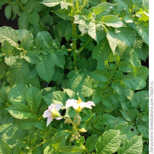 Картошечка, посаженная в июле цвететет.