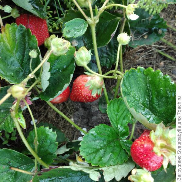 Вторая волна