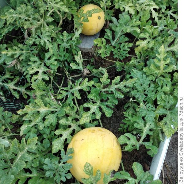 Арбузы дожидаются