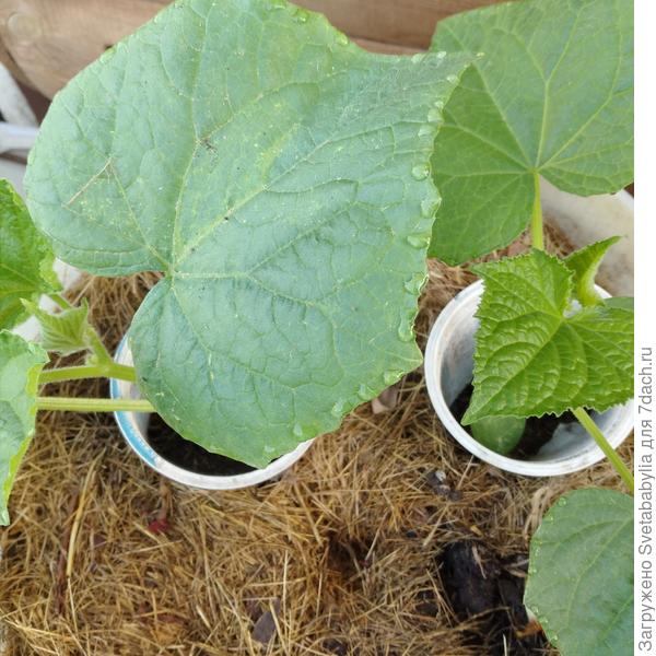 Молодые огурчики