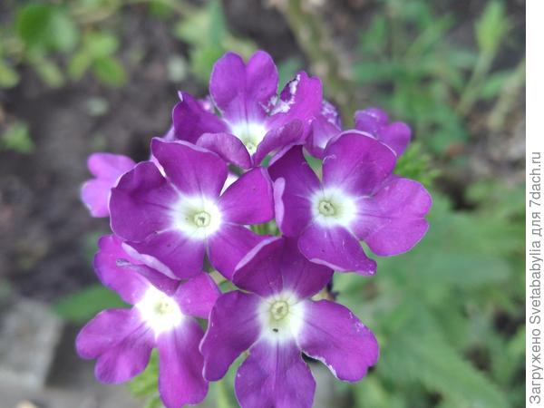 Вербена ярче, чем летом.