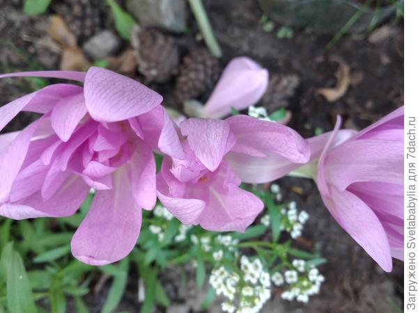 Безвременник цветет