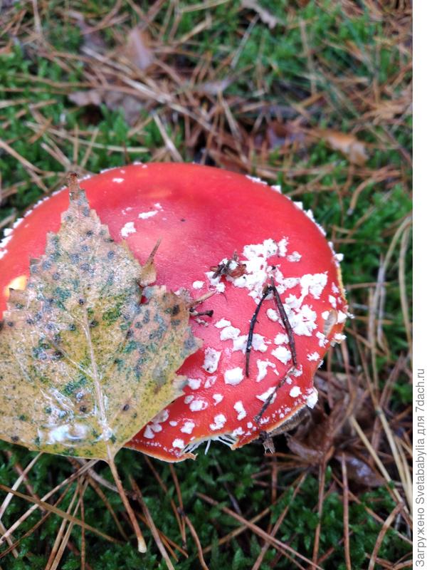 Сегодняшняя осень.