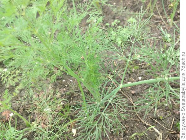 Укроп лучше летнего.