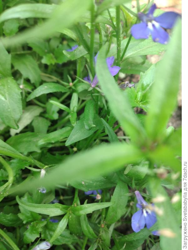 Лобелия цветет.