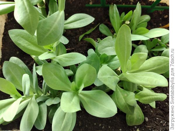 У меня ПОКА так. Оставила в том же контейнере, без пересадки.