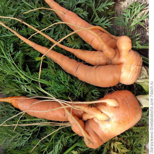 Мои мозги летом.