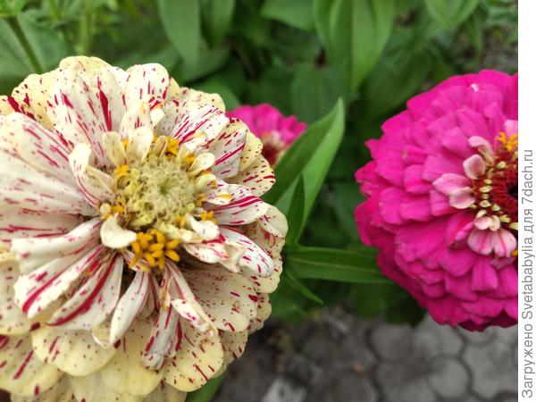 Нарядницы-пеструшки