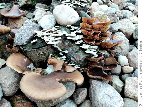 И грибы пойдут