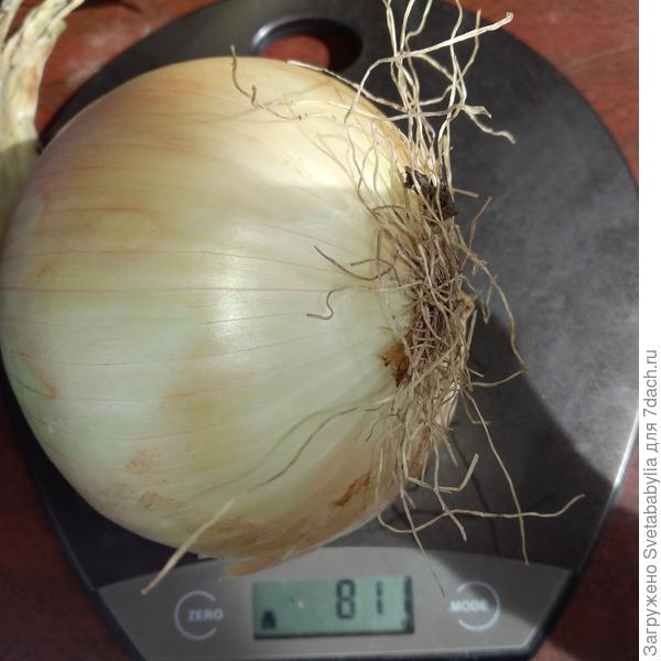 17-го августа. Эксибишен