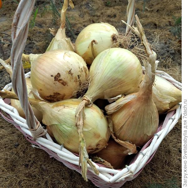 Спасибо!  Вместо цветиков.