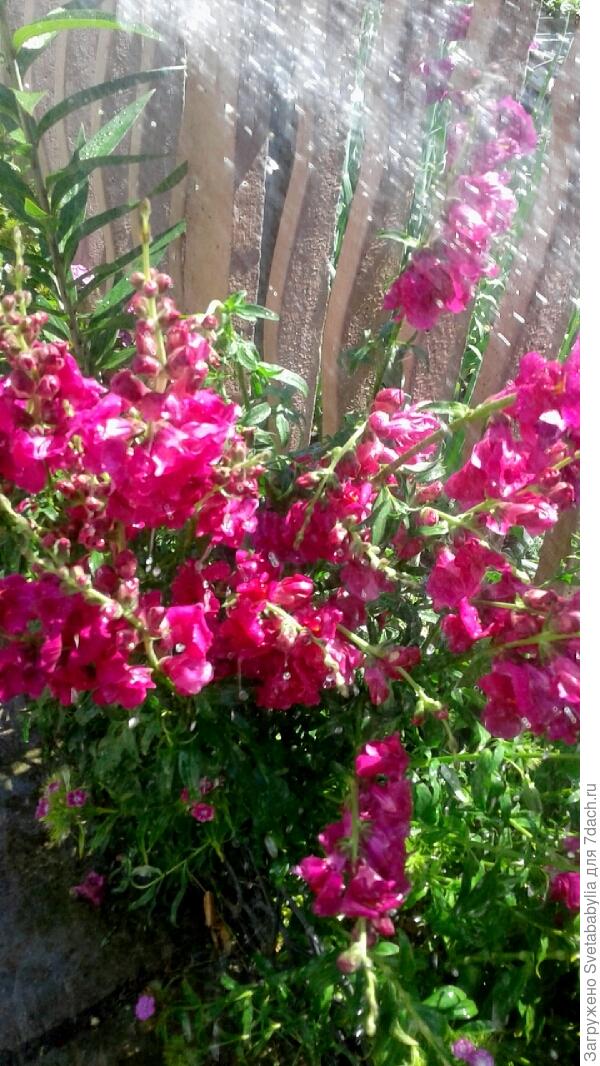 Начало июня.