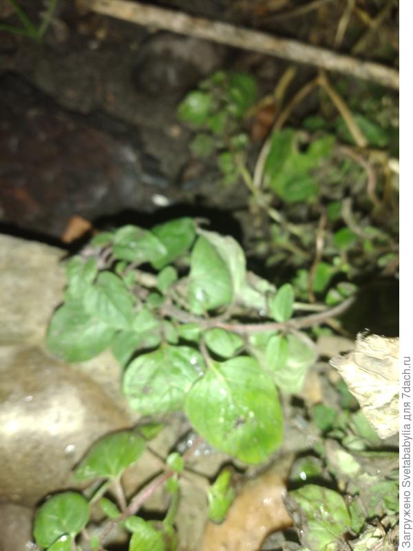 Это сейчас.