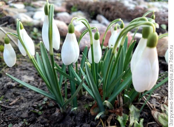 65 букетиков!