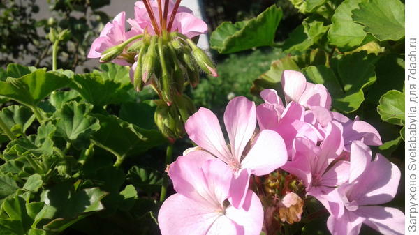 Для Рушаны. Из нашей весны.