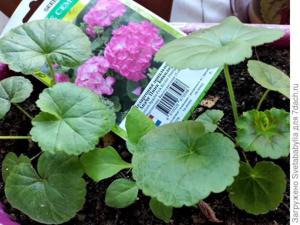 Рассада этого года.