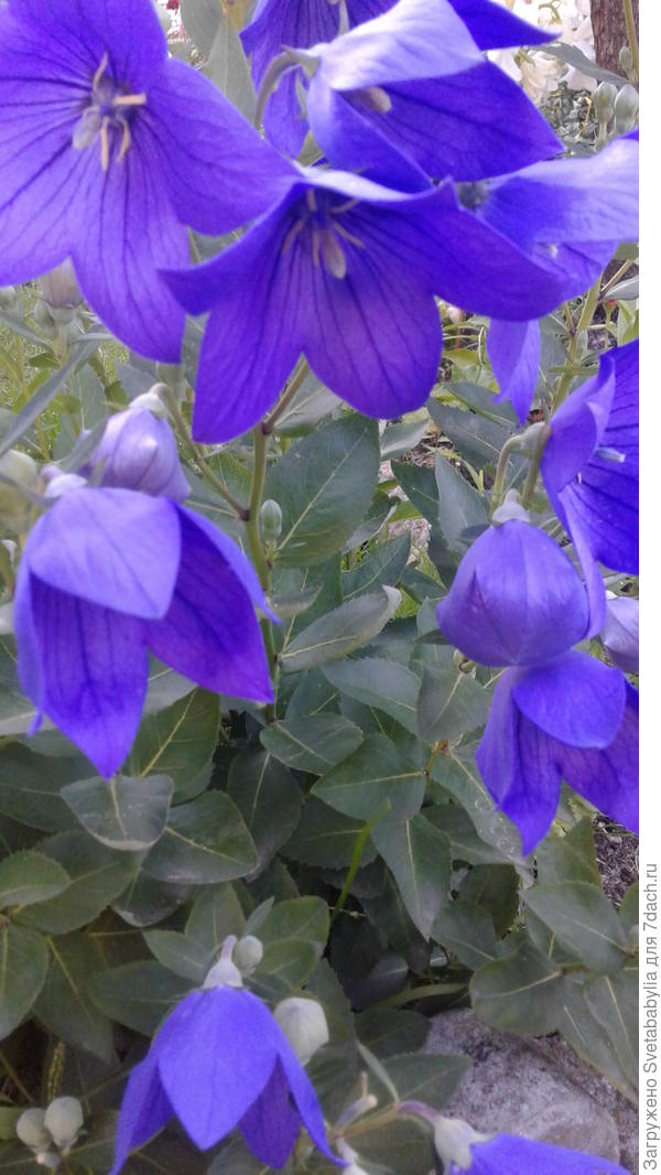 В белом цвете не нашла фото.