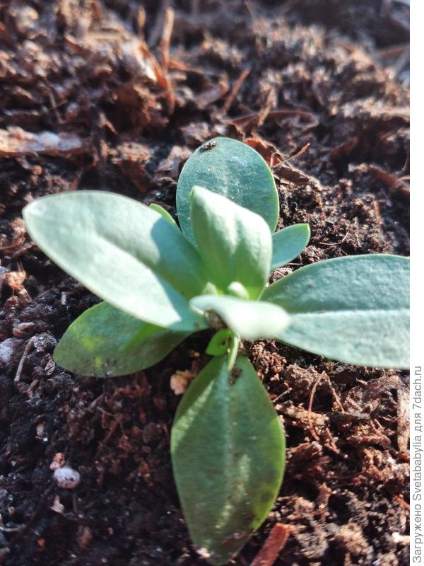 Оксанины мыши тихо уползают!