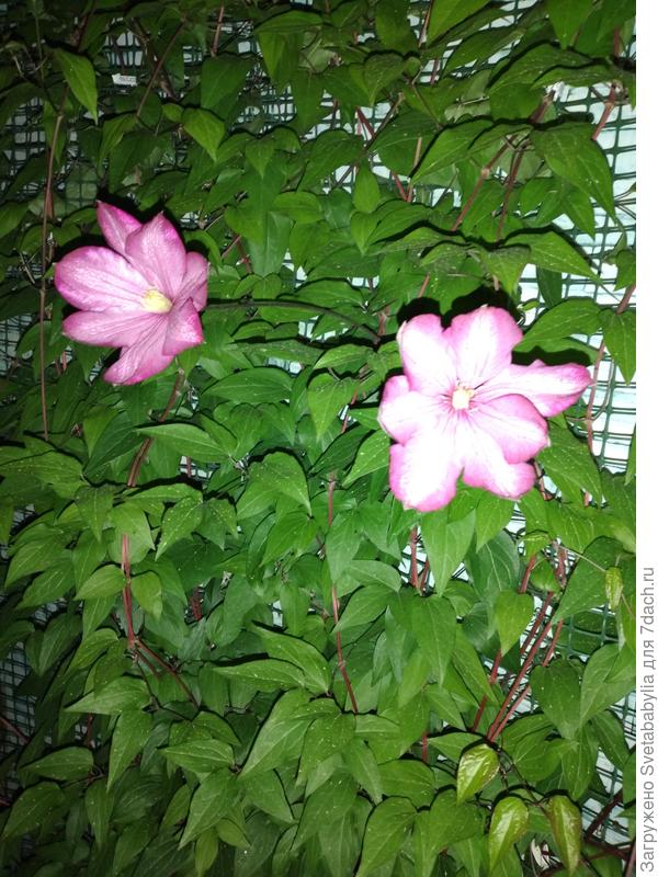 Первенькие