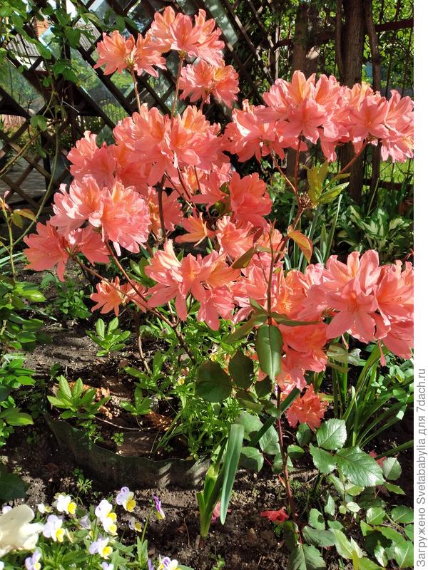 Привет Светлане ivlevacv