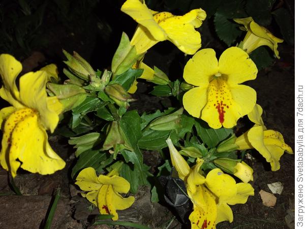 Мимулюс  губастик