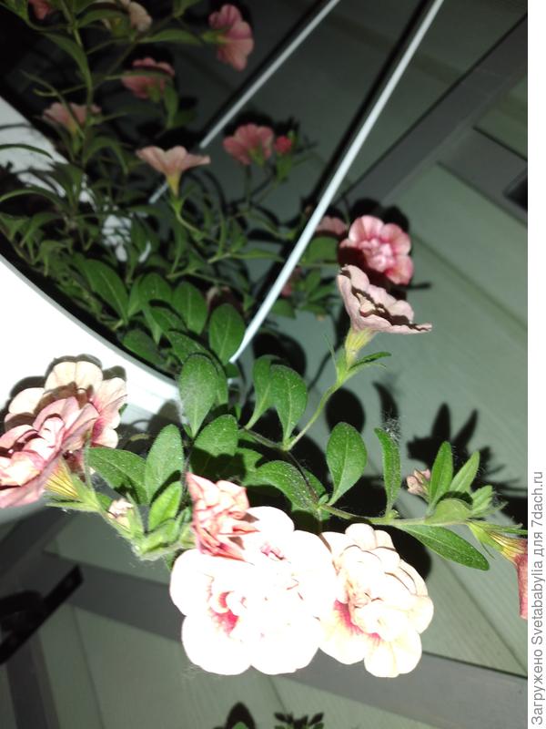 Калибрахоа