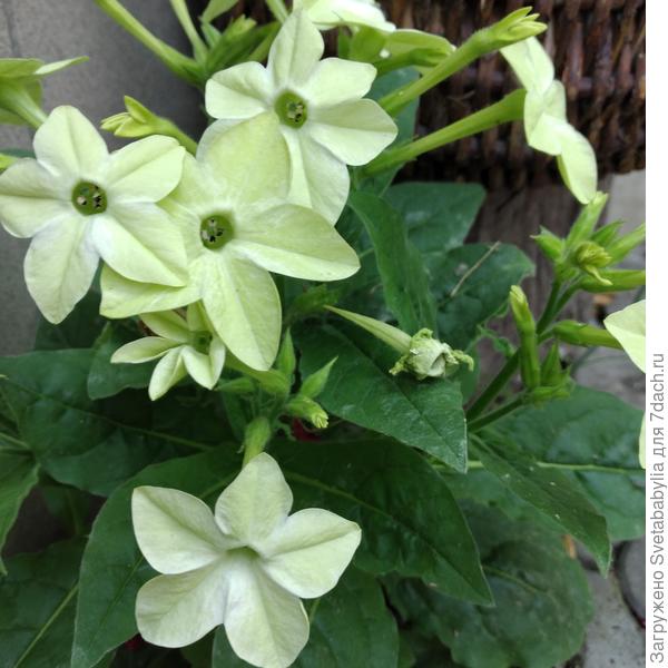 Душистый табак