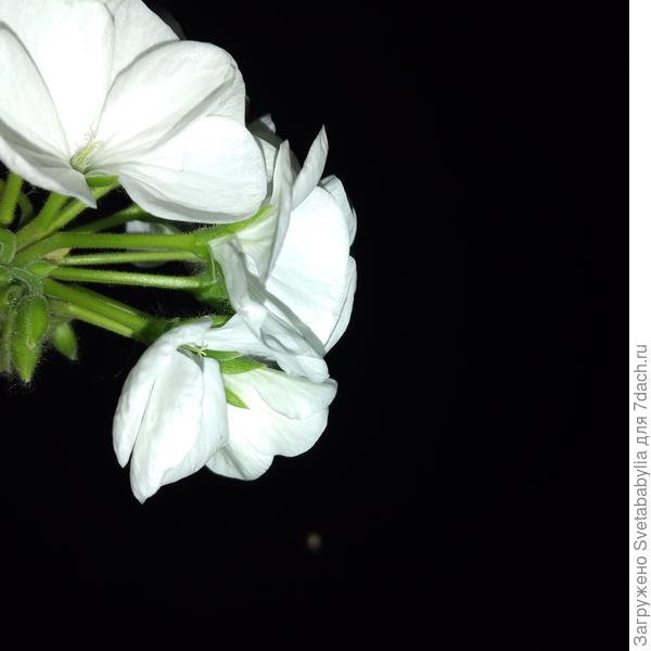 Пеларгония Инспрайт