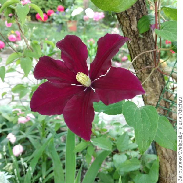 Клематис Мульти блю