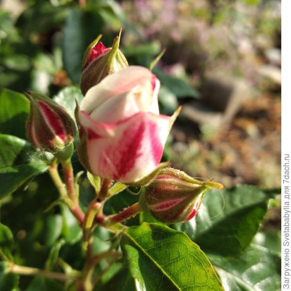 Мини роза Пинк Флеш